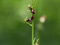 38_Ophrys mouche_2